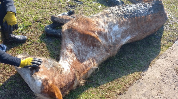 Rescataron a un caballo que se encontraba en mal estado